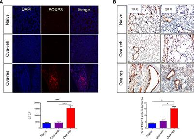 Corrigendum: Resveratrol attenuates allergic asthma and associated inflammation in the lungs through regulation of miRNA-34a that targets FoxP3 in mice